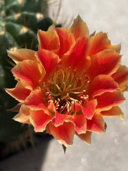 Lobivia Hybr. orange rot
